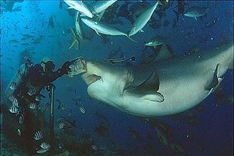 Bull shark feeding for Christmas planned in Fiji’s Beqa Lagoon photo