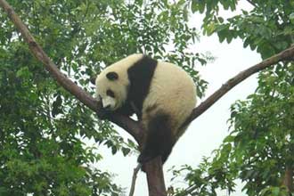 Wolong International Panda Reserve, Chengdu, China - feature photo