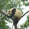 Wolong International Panda Reserve, Chengdu, China photo