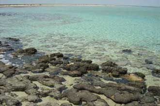 Hamelin Pool, Stromatolites photo