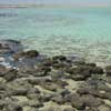 Hamelin Pool, Stromatolites photo